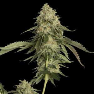 DNA-Genetics-Golden-Berry-Feminized-Cannabis-Seeds-Annibale-Seedshop