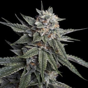 DNA-Genetics-Holy-Grail-Kush-Feminized-Cannabis-Seeds-Annibale-Seedshop