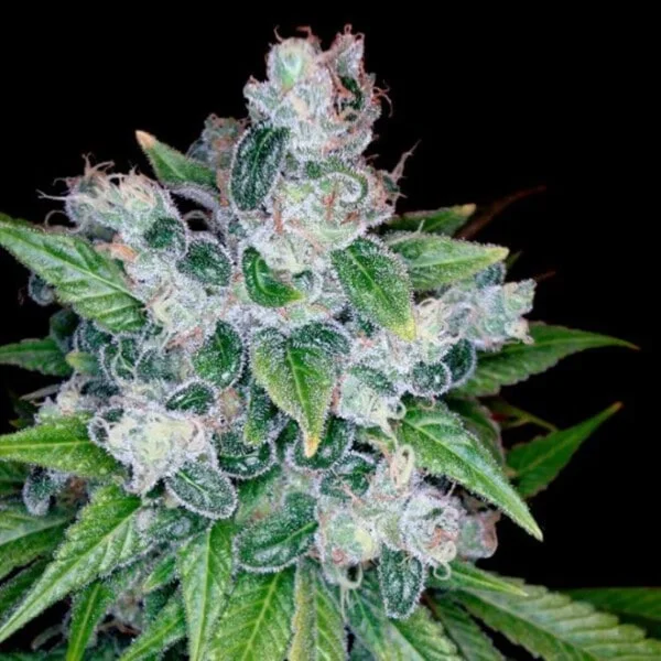 DNA-Genetics-Kandy-Kush-Feminized-Cannabis-Seeds-Annibale-Seedshop-Reserva-Privada