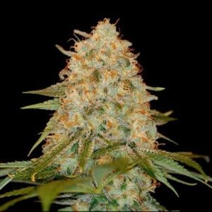 DNA-Genetics-L-A-Chocolat-Feminized-Cannabis-Seeds-Annibale-Seedshop