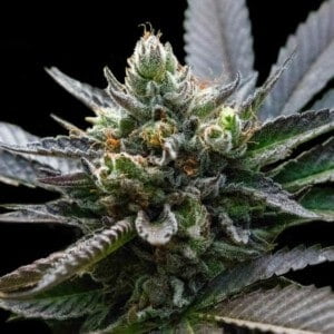 DNA-Genetics-L-A-Sorbet-Feminized-Cannabis-Seeds-Annibale-Seedshop-1