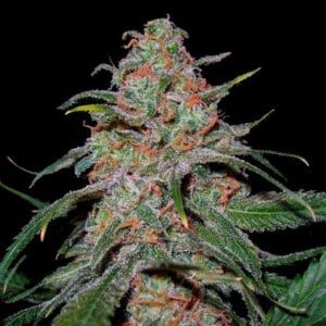 DNA-Genetics-Lemon-Skunk-Feminized-Cannabis-Seeds-Annibale-Seedshop