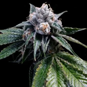 DNA-Genetics-Lemon-Walker-Feminized-Cannabis-Seeds-Annibale-Seedshop
