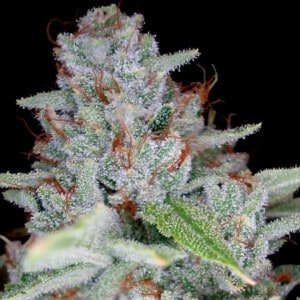 DNA-Genetics-Skywalker-Kush-Feminized-Cannabis-Seeds-Annibale-Seedshop