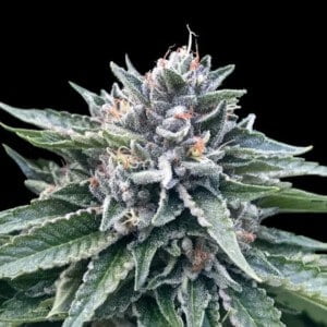 DNA-Genetics-Sorbet-_4-Feminized-Cannabis-Seeds-Annibale-Seedshop