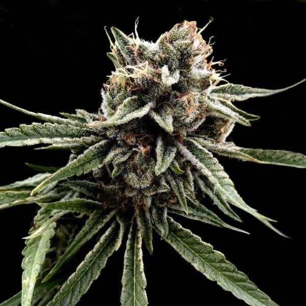 DNA-Genetics-Sour-Strawberries-Crockett-Family-Farm-Regolar-Cannabis-Seeds-Annibale-Seedshop