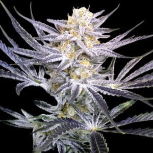 DNA-Genetics-Strawberry-Fields-Crockett-Family-Farm-Regolar-Cannabis-Seeds-Annibale-Seedshop