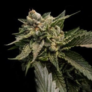 DNA-Genetics-Strawberry-Sorbet-Feminized-Cannabis-Seeds-Annibale-Seedshop