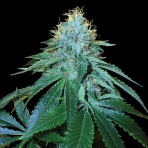 DNA-Genetics-The-OG-_18-Feminized-Cannabis-Seeds-Annibale-Seedshop