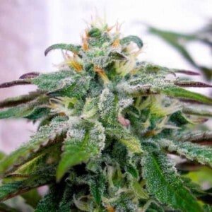 DNA-Genetics-X-18-Pure-Pakistani-Regolar-Cannabis-Seeds-Annibale-Seedshop