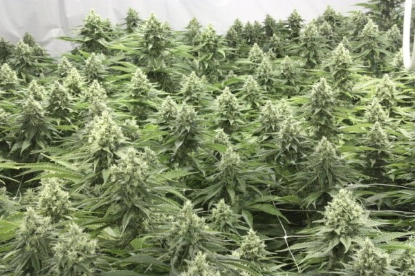 Devils-Harvest-Seeds-Casey-Jones-Feminized-Cannabis-Seeds-Annibale-Seedshop-1