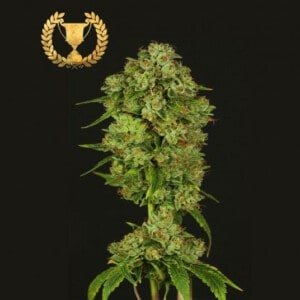 Devils-Harvest-Seeds-Casey-Jones-Feminized-Cannabis-Seeds-Annibale-Seedshop