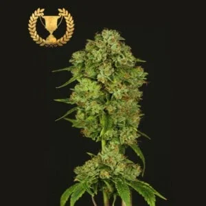 Devils-Harvest-Seeds-Casey-Jones-Feminized-Cannabis-Seeds-Annibale-Seedshop