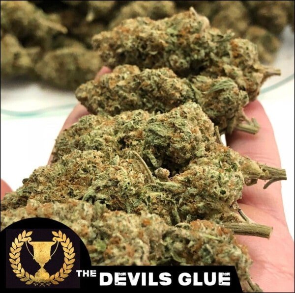 Devils-Harvest-Seeds-Devil_s-Glue-Feminized-Cannabis-Seeds-Annibale-Seedshop-1