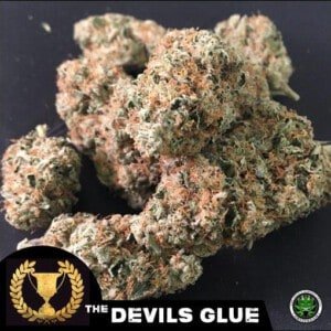 Devils-Harvest-Seeds-Devil_s-Glue-Feminized-Cannabis-Seeds-Annibale-Seedshop