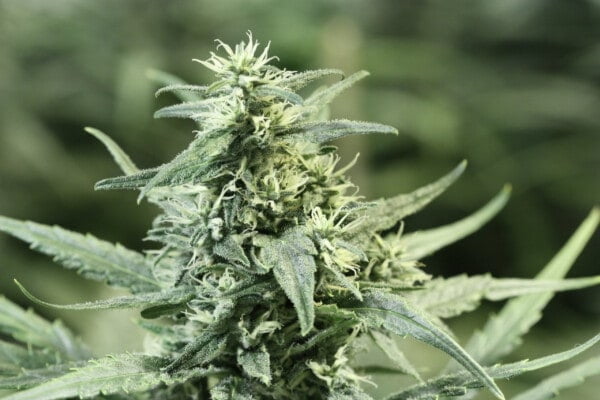 Devils-Harvest-Seeds-Golden-Haze-Feminized-Cannabis-Seeds-Annibale-Seedshop-3