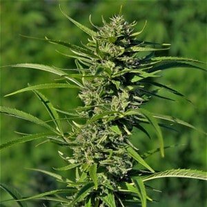 Devils-Harvest-Seeds-Golden-Haze-Feminized-Cannabis-Seeds-Annibale-Seedshop