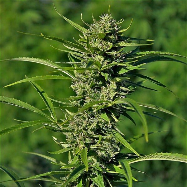 Devils-Harvest-Seeds-Golden-Haze-Feminized-Cannabis-Seeds-Annibale-Seedshop