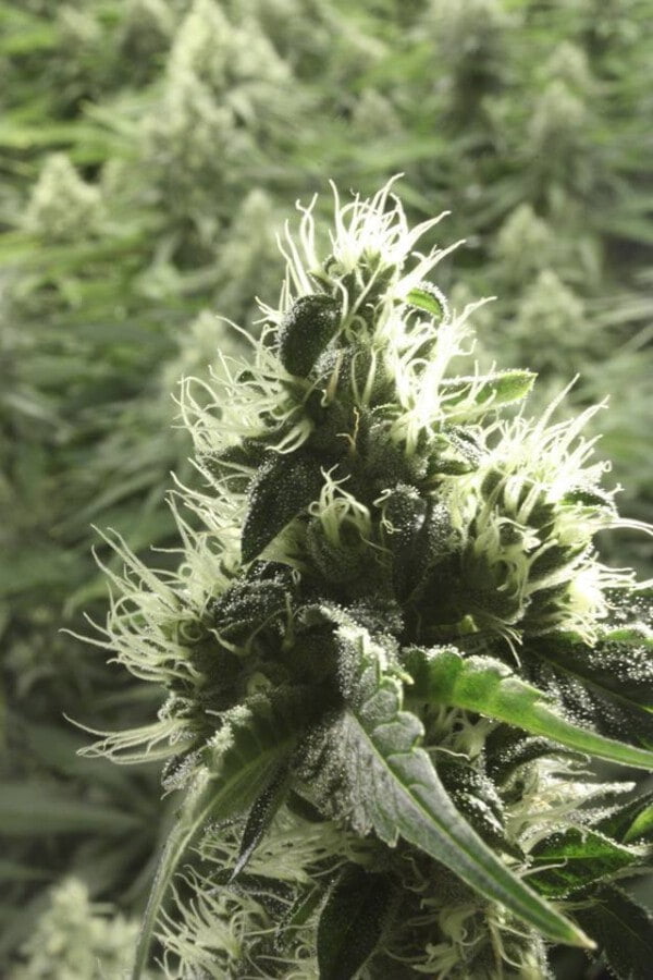 Devils-Harvest-Seeds-Rollex-OG-Kush-Feminized-Cannabis-Seeds-Annibale-Seedshop-1