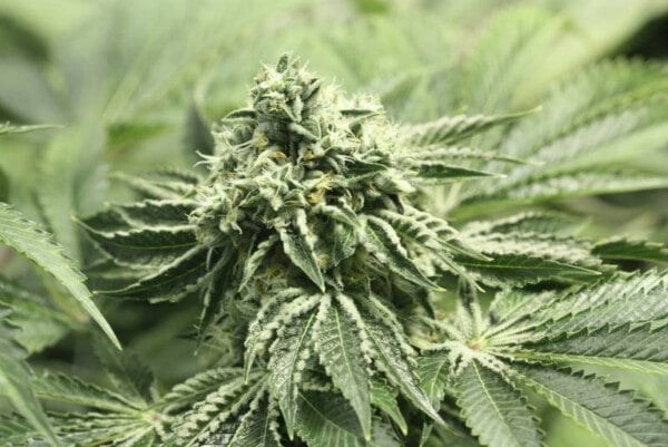 Devils-Harvest-Seeds-Rollex-OG-Kush-Feminized-Cannabis-Seeds-Annibale-Seedshop-2