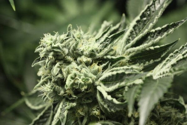 Devils-Harvest-Seeds-Rollex-OG-Kush-Feminized-Cannabis-Seeds-Annibale-Seedshop-3