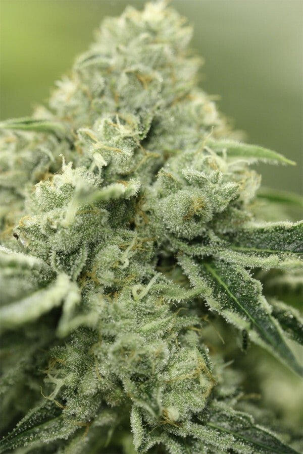 Devils-Harvest-Seeds-Rollex-OG-Kush-Feminized-Cannabis-Seeds-Annibale-Seedshop-4