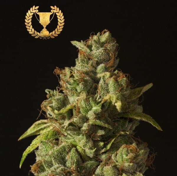 Devils-Harvest-Seeds-Rollex-OG-Kush-Feminized-Cannabis-Seeds-Annibale-Seedshop