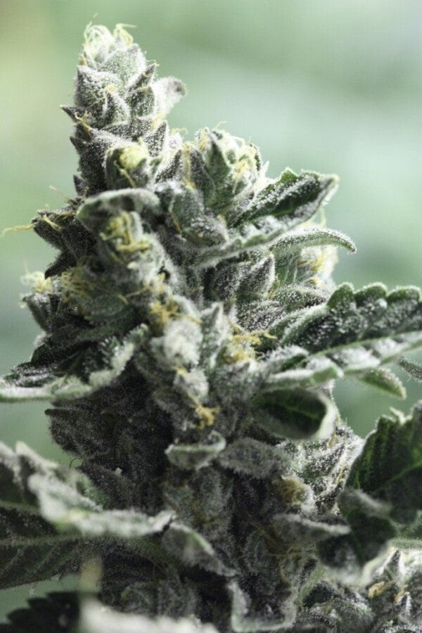 Devils-Harvest-Seeds-Strawberry-Sour-DIesel-Feminized-Cannabis-Seeds-Annibale-Seedshop-1