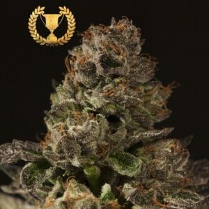 Devils-Harvest-Seeds-Strawberry-Sour-DIesel-Feminized-Cannabis-Seeds-Annibale-Seedshop