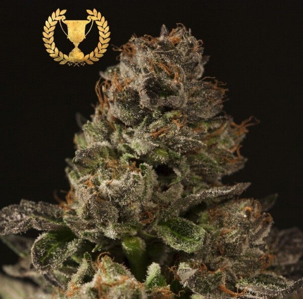 Devils-Harvest-Seeds-Strawberry-Sour-DIesel-Feminized-Cannabis-Seeds-Annibale-Seedshop