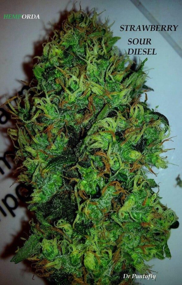 Devils-Harvest-Seeds-Strawberry-Sour-DIesel-Regolar-Cannabis-Seeds-Annibale-Seedshop-2