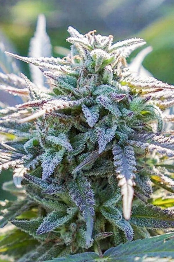 Digital-Genetics-Grape-SnowTrain-Regolar-Cannabis-Seeds-Annibale-Seedshop-2