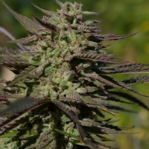 Digital-Genetics-Grape-SnowTrain-Regolar-Cannabis-Seeds-Annibale-Seedshop