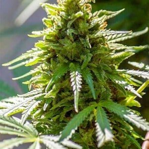 Digital-Genetics-SnowBerry-Blue-WiFi-Connection-Regolar-Cannabis-Seeds-Annibale-Seedshop_2