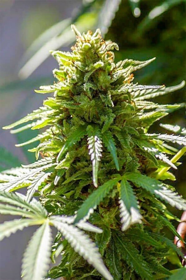 Digital-Genetics-SnowBerry-Blue-WiFi-Connection-Regolar-Cannabis-Seeds-Annibale-Seedshop_2