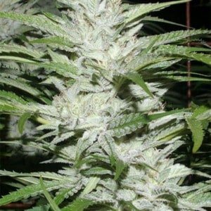 Digital-Genetics-SnowFire-Isisi-Kush-Regolar-Cannabis-Seeds-Annibale-Seedshop