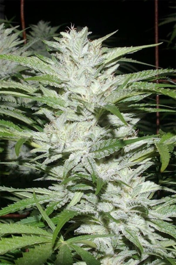 Digital-Genetics-SnowFire-Isisi-Kush-Regolar-Cannabis-Seeds-Annibale-Seedshop