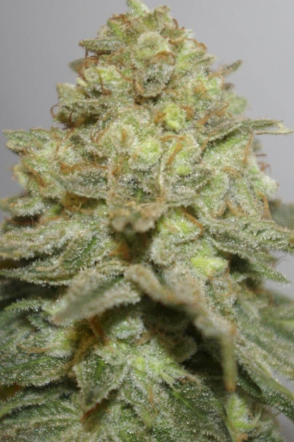 Digital-Genetics-The-Durban-Special-Regolar-Cannabis-Seeds-Annibale-Seedshop