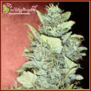 Dr-Krippling-Bubba-Gum-Autoflowering-Feminized-Cannabis-Seeds-Annibale-Seedshop