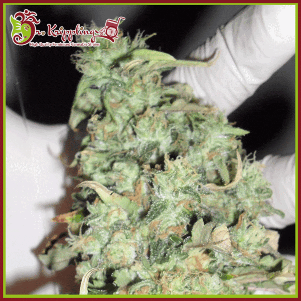 Dr-Krippling-Buzz-Light-Gear-Feminized-Cannabis-Seeds-Annibale-Seedshop