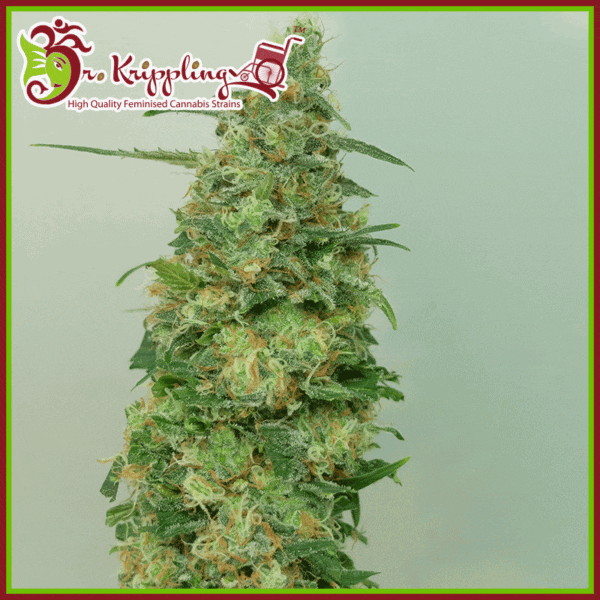 Dr-Krippling-Chemdog-Millionaire-Feminized-Cannabis-Seeds-Annibale-Seedshop