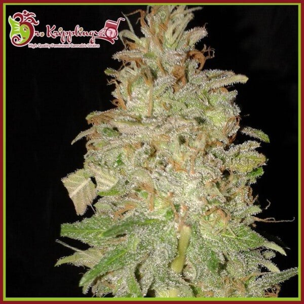 Dr-Krippling-ChocolateOrange-Autoflowering-Feminized-Cannabis-Seeds-Annibale-Seedshop