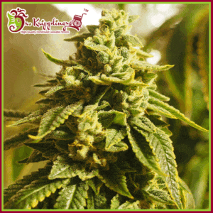 Dr-Krippling-Glue-Kripple-Feminized-Cannabis-Seeds-Annibale-Seedshop