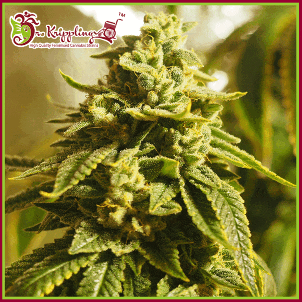 Dr-Krippling-Glue-Kripple-Feminized-Cannabis-Seeds-Annibale-Seedshop