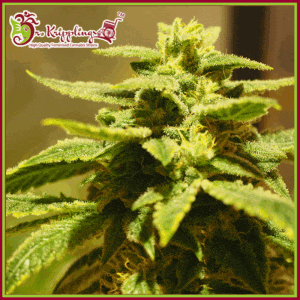 Dr-Krippling-Kripplings-Gelato-Feminized-Cannabis-Seeds-Annibale-Seedshop