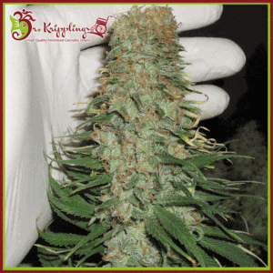 Dr-Krippling-Mango-Chutney-Feminized-Cannabis-Seeds-Annibale-Seedshop