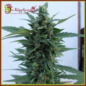 Dr-Krippling-OG-Kush-Autoflowering-Feminized-Cannabis-Seeds-Annibale-Seedshop