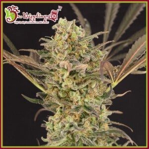 Dr-Krippling-Wedding-Flowers-Feminized-Cannabis-Seeds-Annibale-Seedshop