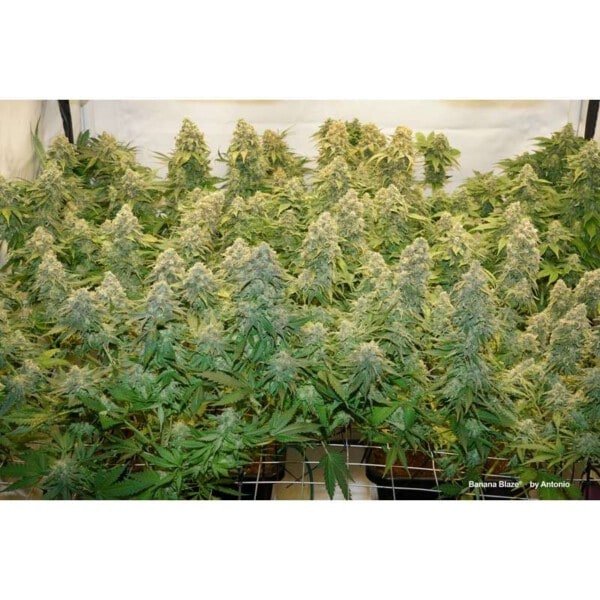 Dutch-Passion-Banana-Blaze-Feminized-Cannabis-Seeds-Annibale-Seedshop-3