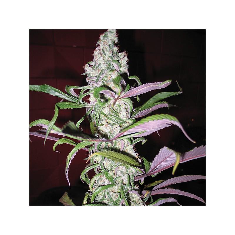 Blueberry Feminized - Dutch Passion - Annibale Seedshop